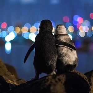 Meet your Posher, R.S